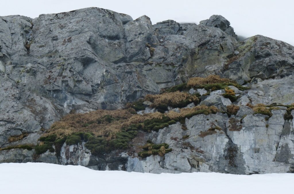 Antarctica Is Growing New Forests—But It&#8217;s Not Good News
