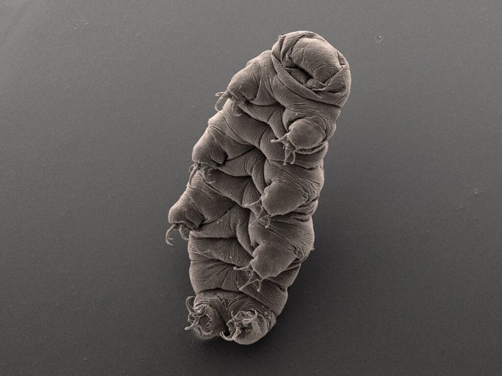 The Animal That Walked Into a Nuclear Reactor and Came Out Stronger