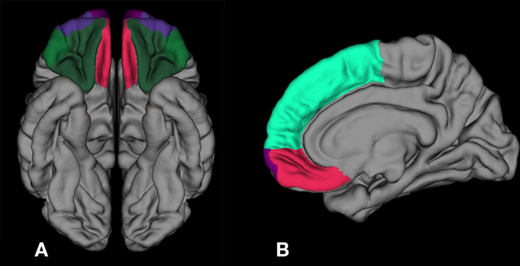 The Free Will Illusion: How Your Brain Tricks You Into Thinking You&#8217;re Making Choices