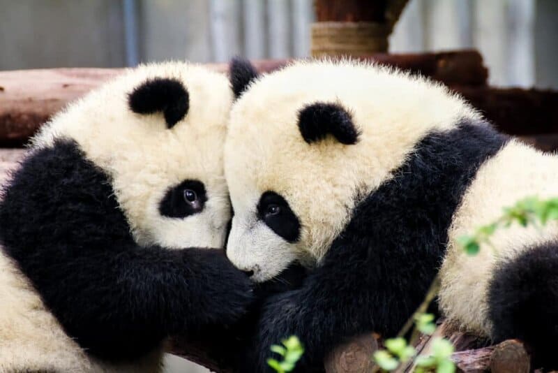 Giant Panda Stem Cells Could Save Endangered Species &#8211; Lab-Grown Conservation