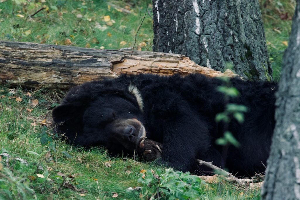 The Resurrection Machine: Scientists Who Bring the Dead Back to Life