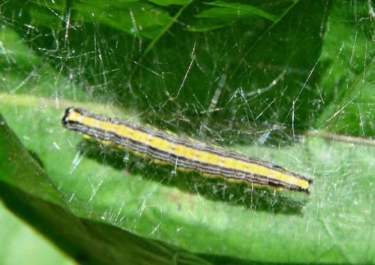 Don’t Touch These: 15 Poisonous Animals Found in Your Backyards