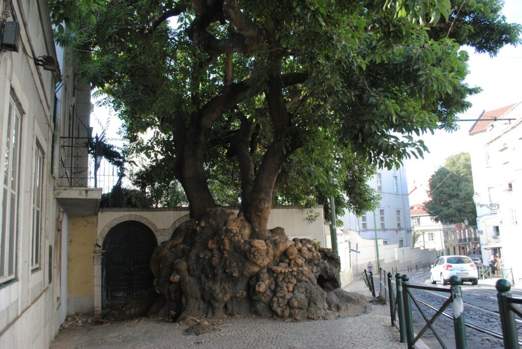 The Tree That&#8217;s Been Sending Secret Messages for 500 Years