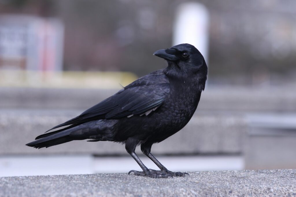 These Crows That Hold 25-Year Grudges and Pass Their Hatred Down Through Generations
