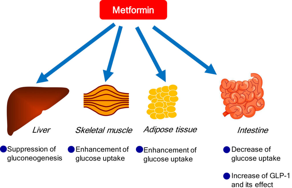 The Fountain of Youth Is Real: Inside the $6.4 Billion Quest to Reverse Human Aging