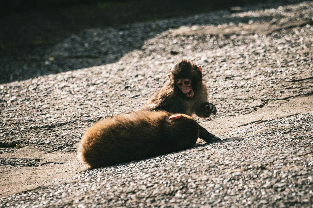 Wild Orangutans Show Communication Complexity Thought to Be Uniquely Human