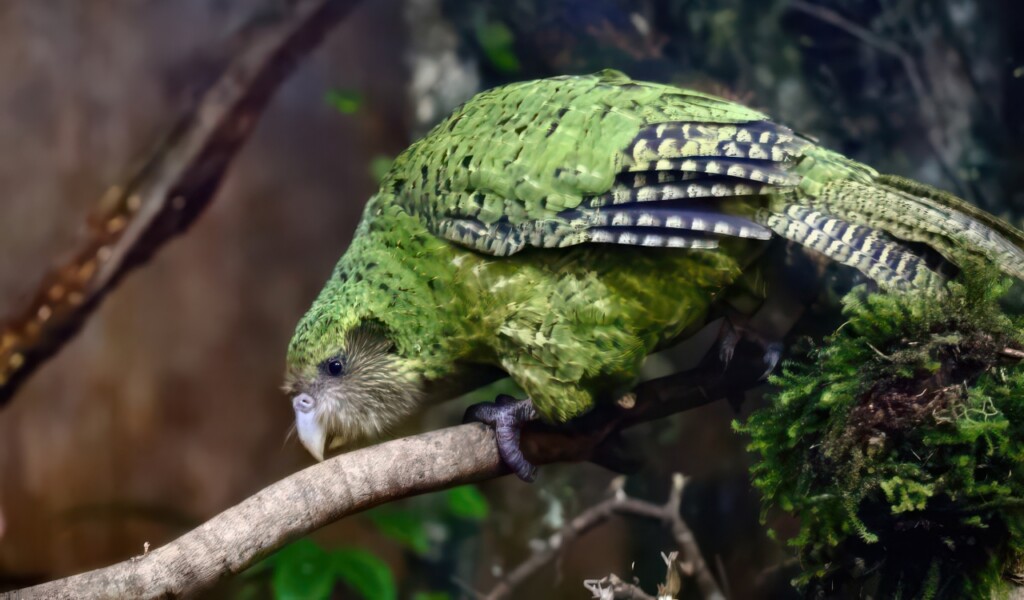 20 Animals That Are Close To Going Extinct