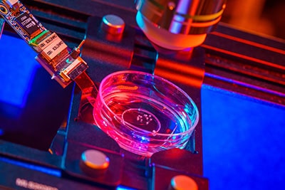 Scientists Created Thinking Brain Tissue in a Lab, Then It Started Remembering Things