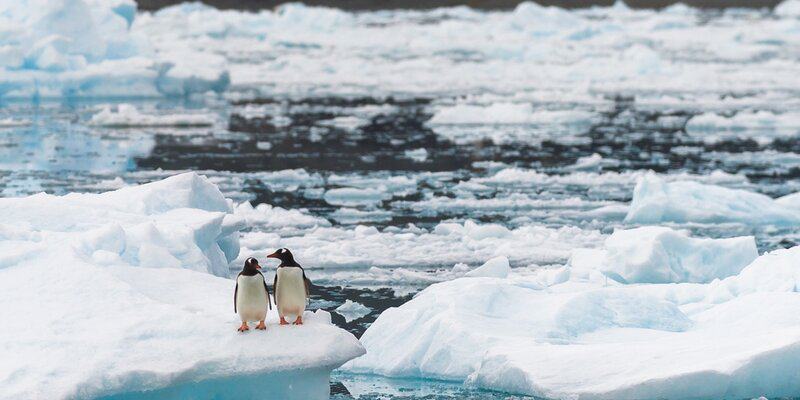 Breaking Ice: Revolutionary Discoveries Reveal Antarctica&#8217;s Hidden Biological Treasures