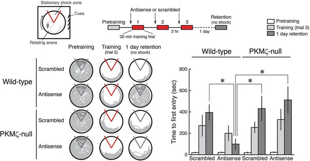 The Protein That Lets Memories Last Forever &#8211; KIBRA&#8217;s Role in Long-Term Memory