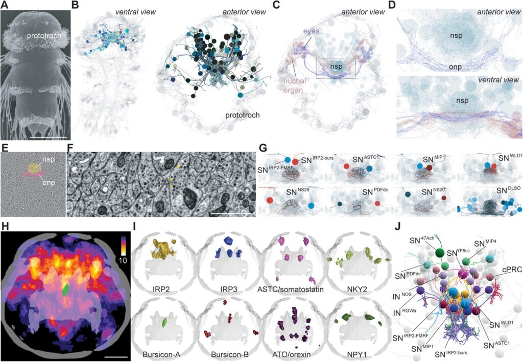 Scientists Map 140,000 Neurons in Fruit Fly Brain &#8211; Here&#8217;s What It Reveals About Human Memory