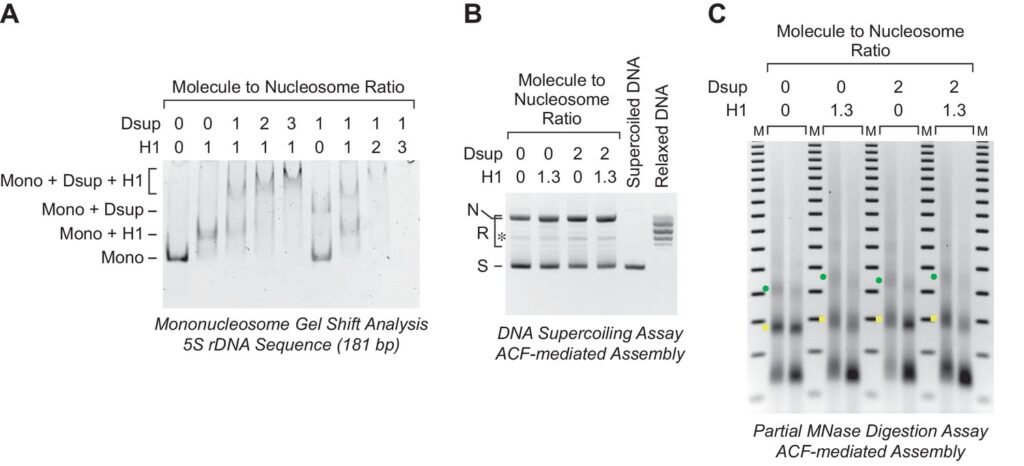 The Animal That Walked Into a Nuclear Reactor and Came Out Stronger