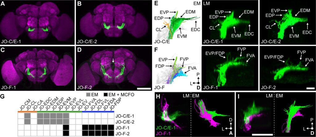 Scientists Map 140,000 Neurons in Fruit Fly Brain &#8211; Here&#8217;s What It Reveals About Human Memory