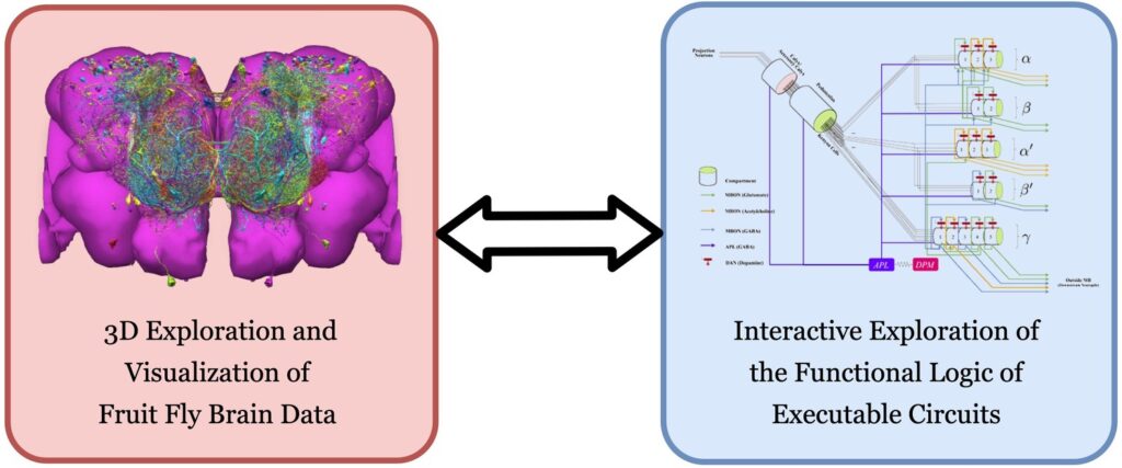 Scientists Map 140,000 Neurons in Fruit Fly Brain &#8211; Here&#8217;s What It Reveals About Human Memory