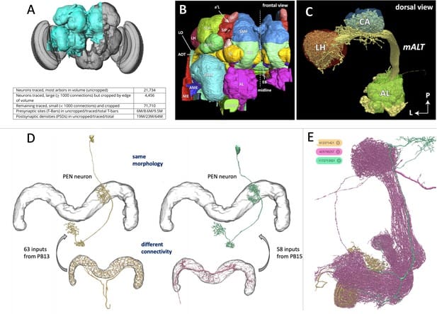 Scientists Map 140,000 Neurons in Fruit Fly Brain &#8211; Here&#8217;s What It Reveals About Human Memory