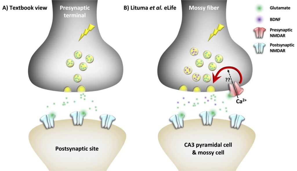 Scientists Map 140,000 Neurons in Fruit Fly Brain &#8211; Here&#8217;s What It Reveals About Human Memory