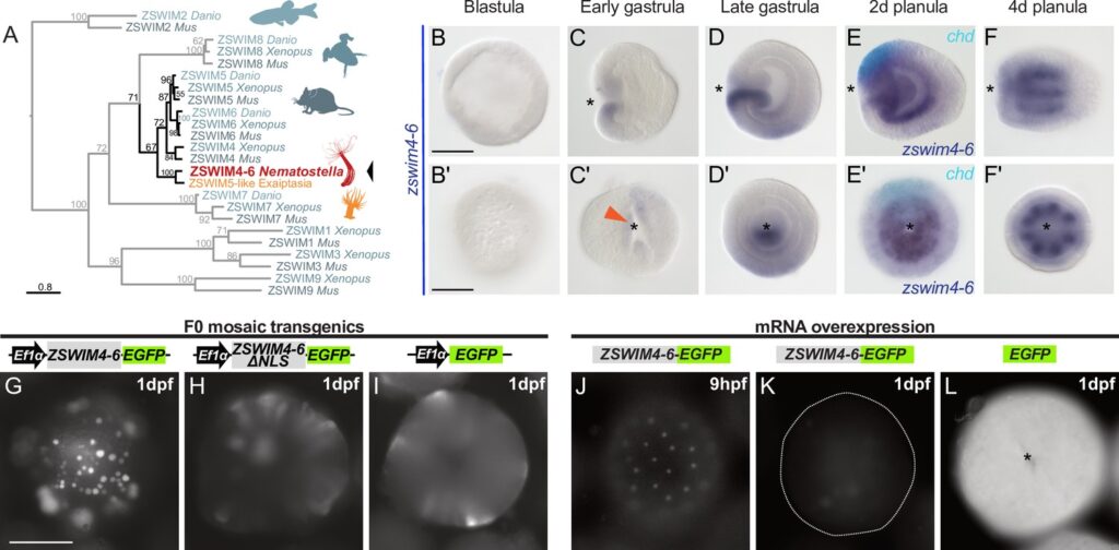 600-Million-Year-Old Body Symmetry Mechanism Found in Sea Anemones