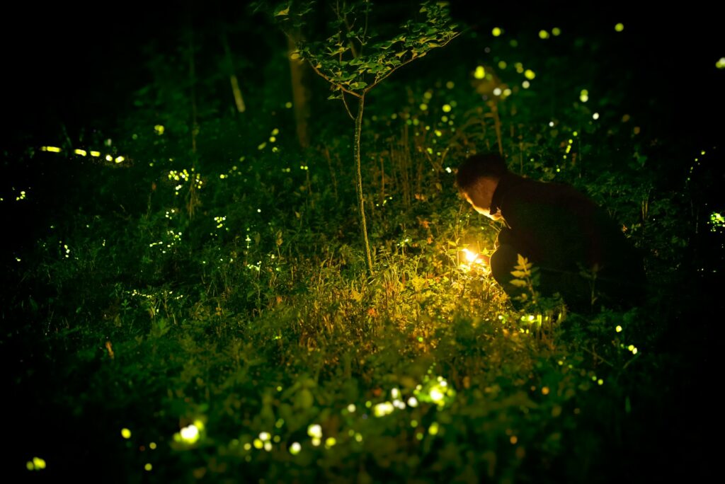 Why Forests Around the World Are Suddenly Glowing at Night
