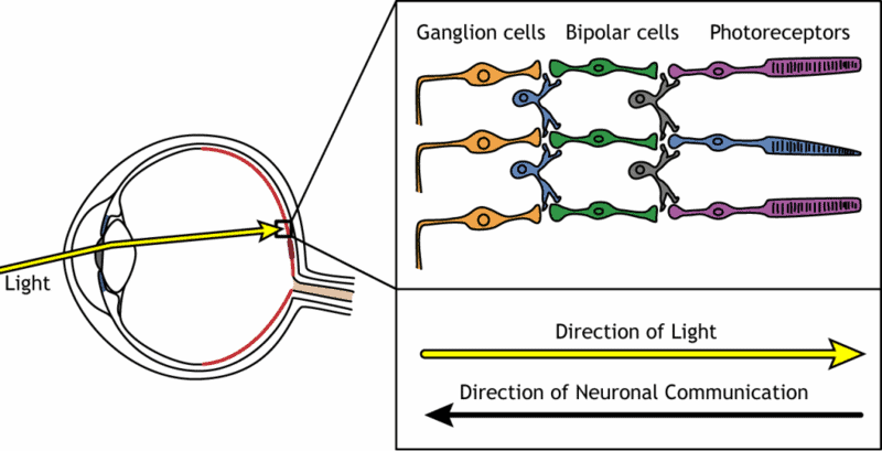 How Long Do Human Cells Actually Live? Your Body Replaces Itself Constantly