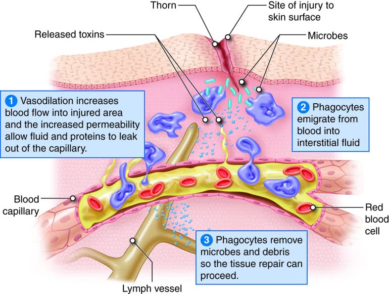 The Circadian Rhythm Crisis: How Ignoring Your Body Clock Triggers 21 Hidden Health Disasters