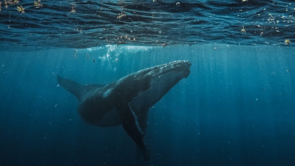 The Ocean&#8217;s Missing Sound: Why Whales Can&#8217;t Hear Each Other Anymore