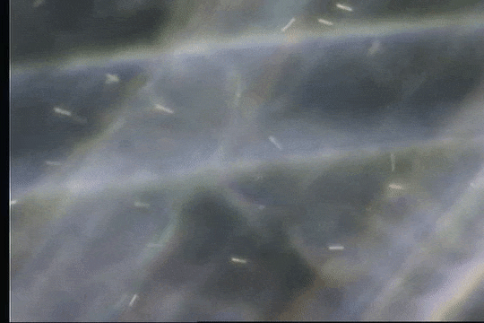 Zombie Molecules: 15 Non-Living Things That Acted Alive