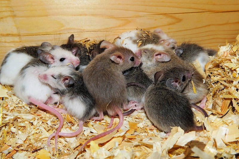 Do Mice Have Hearts of Gold? Studies Show They Can Be &#8220;Good Samaritans&#8221;
