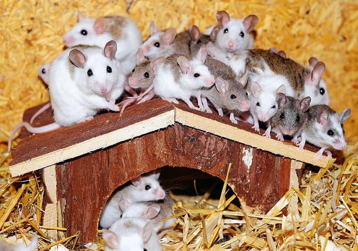 Do Mice Have Hearts of Gold? Studies Show They Can Be &#8220;Good Samaritans&#8221;