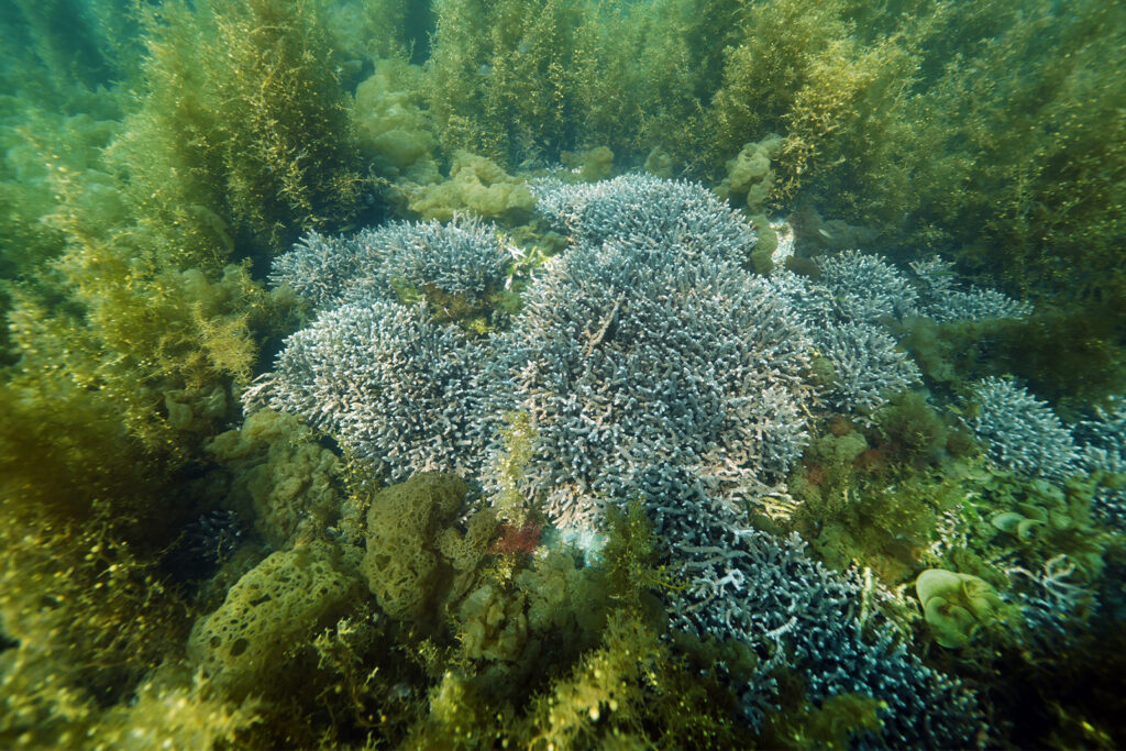 How Seaweed Farming Could Feed the World After Nuclear War