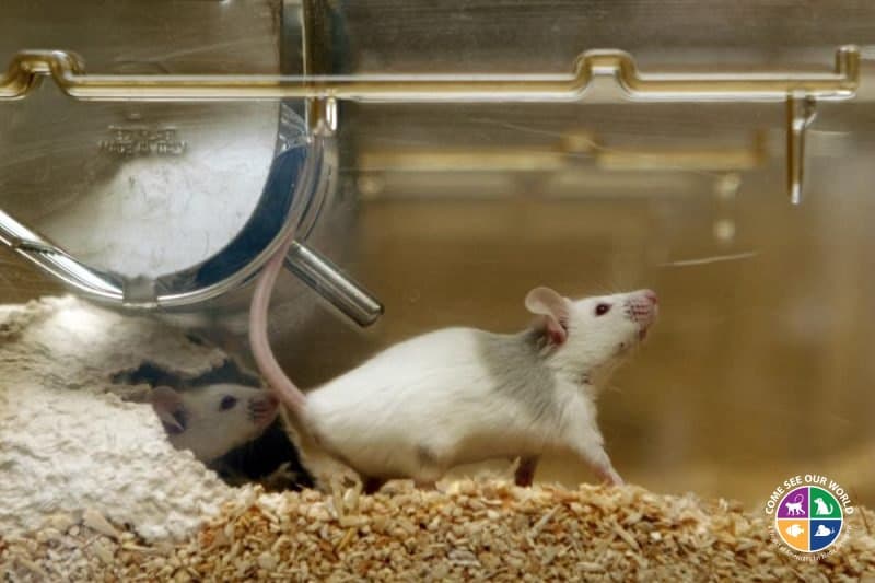 Do Mice Have Hearts of Gold? Studies Show They Can Be &#8220;Good Samaritans&#8221;