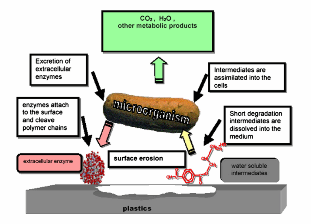 The Bacteria That Eat Plastic Waste Are Evolving Faster Than Expected