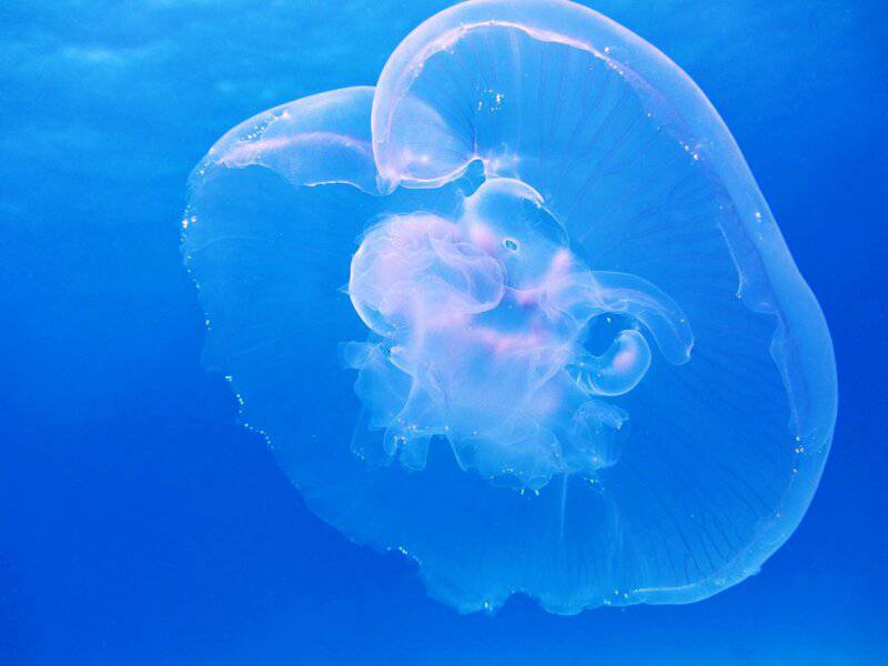 Scientists Discover Immortal Jellyfish That Reverses Aging Process