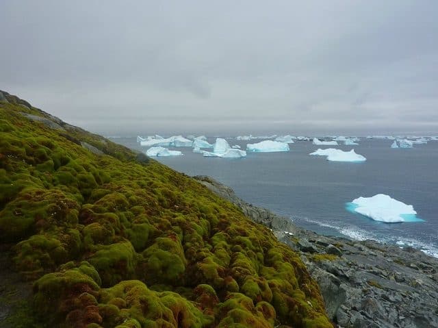 Antarctica Is Growing New Forests—But It&#8217;s Not Good News
