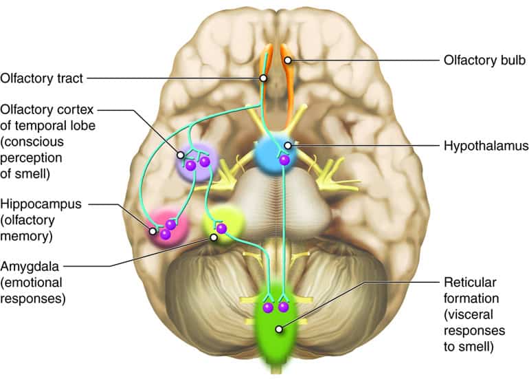 Why Your Sense of Smell Is the Early Warning System for Your Brain