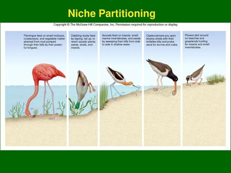 How 600 Fish Species Evolved in the Blink of an Eye