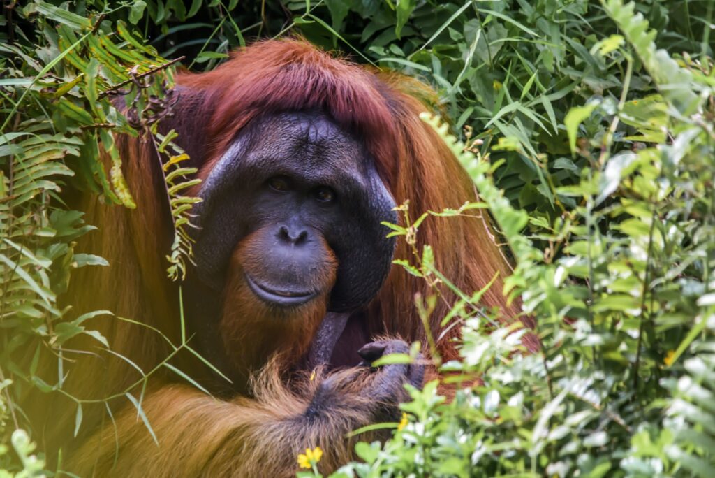 Wild Orangutans Show Communication Complexity Thought to Be Uniquely Human