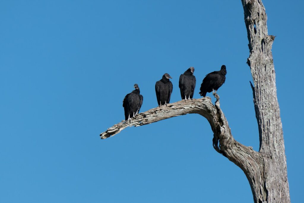 These Crows That Hold 25-Year Grudges and Pass Their Hatred Down Through Generations