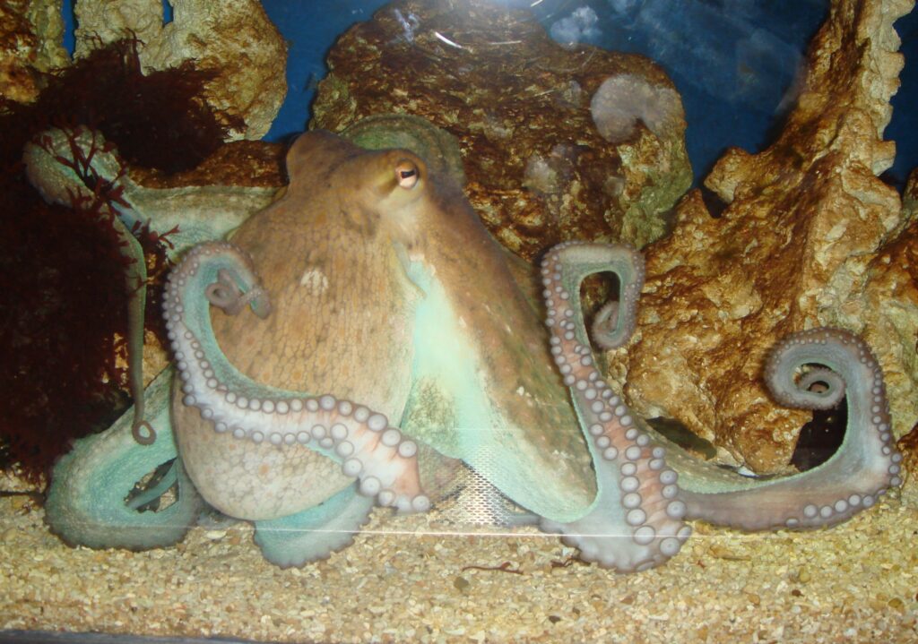 How Octopuses Became the Ocean&#8217;s Smartest Invertebrates — 25 Problem-Solving Abilities