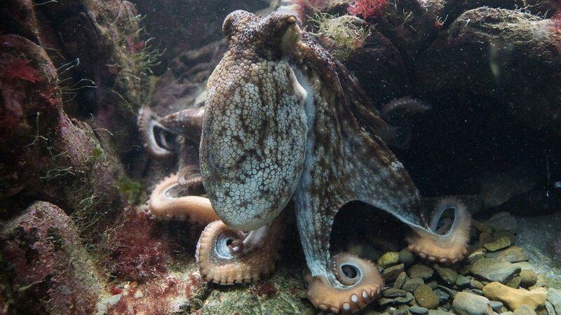 How Octopuses Became the Ocean&#8217;s Smartest Invertebrates — 25 Problem-Solving Abilities