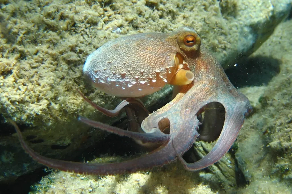 How Octopuses Became the Ocean&#8217;s Smartest Invertebrates — 25 Problem-Solving Abilities