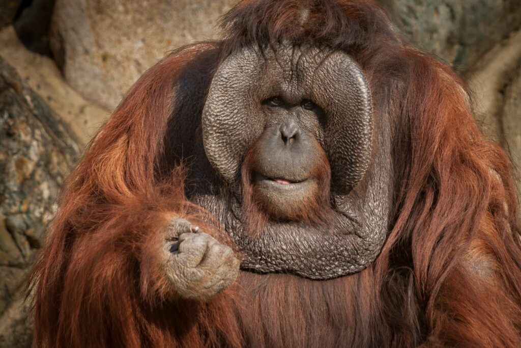 Wild Orangutans Show Communication Complexity Thought to Be Uniquely Human