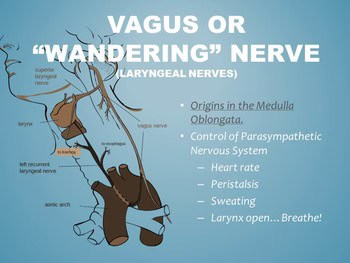Scientists Discovered a &#8220;Second Brain&#8221; in Your Heart—And It Remembers Everything