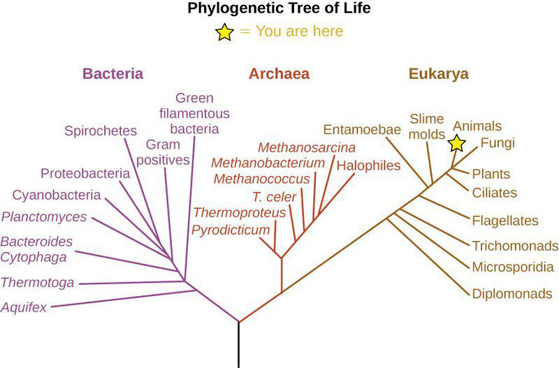 600-Million-Year-Old Body Symmetry Mechanism Found in Sea Anemones