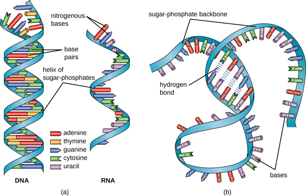 Memory Chips Made of DNA Can Store Data for 1,000 Years