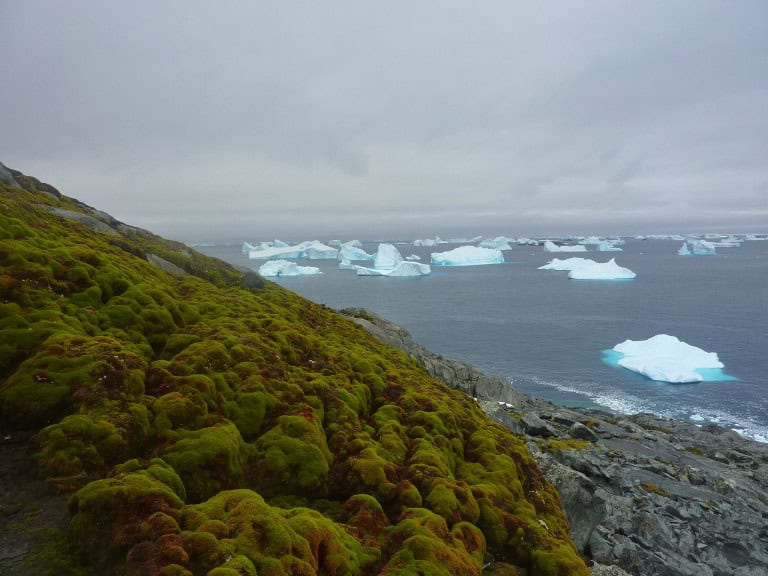 Climate Science Research Reveals Antarctic Greening Signals Rapid Ecosystem Disruption and Climate Tipping Points