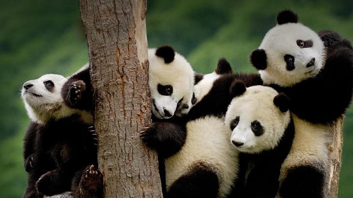Giant Panda Stem Cells Could Save Endangered Species &#8211; Lab-Grown Conservation