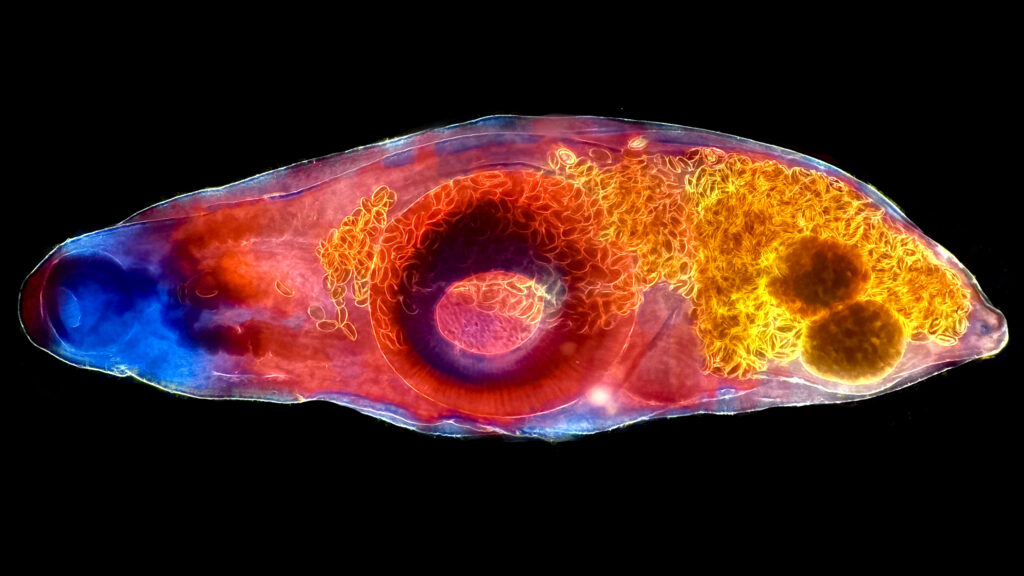 The Zombie Makers: Meet the Parasites That Control Animal Minds