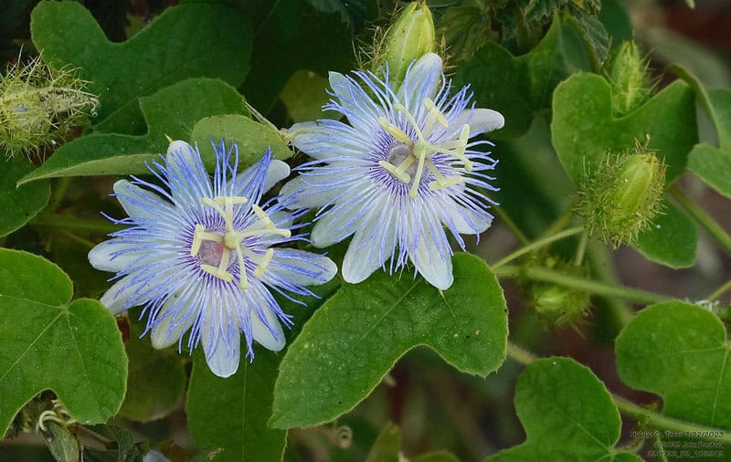 The Shapeshifters: Plants That Become Invisible to Survive