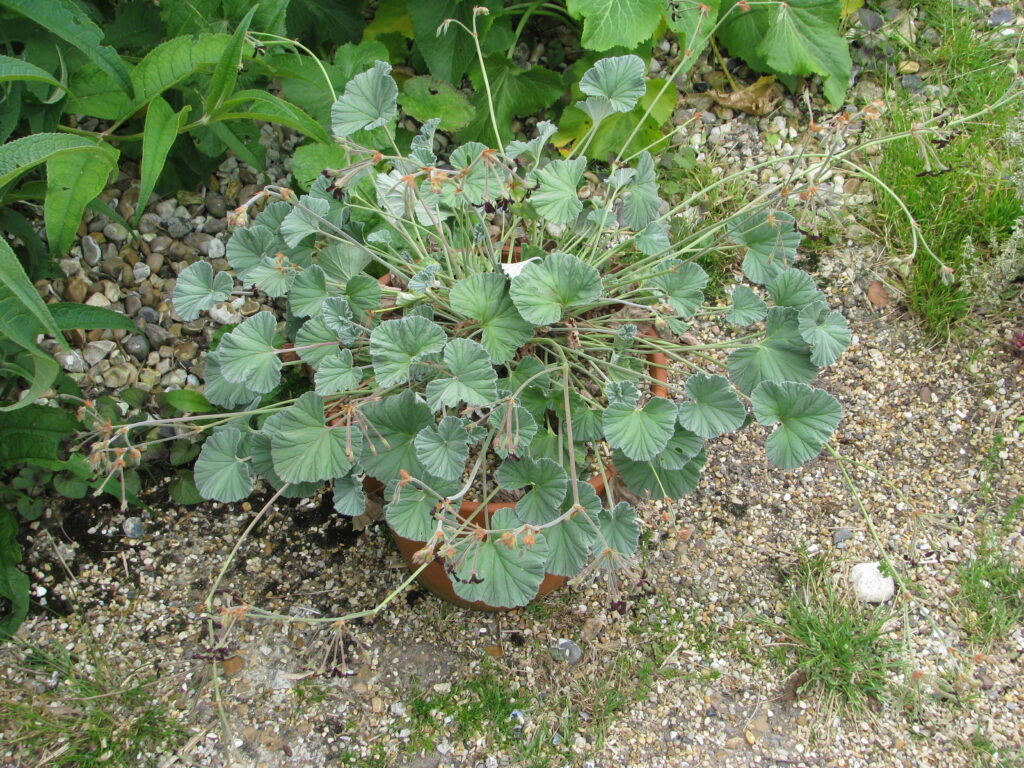 The Shapeshifters: Plants That Become Invisible to Survive