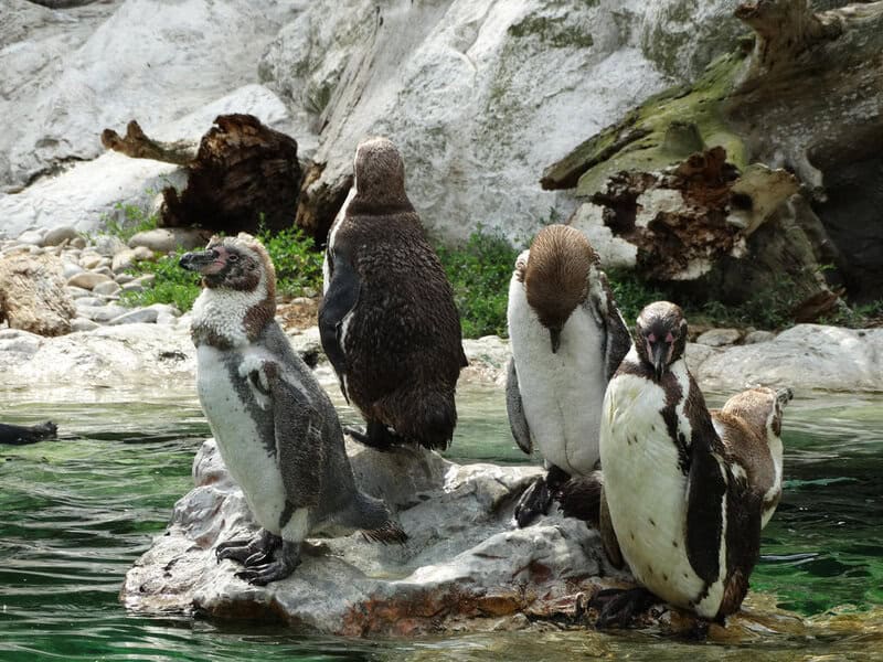 Antarctica Is Growing New Forests—But It&#8217;s Not Good News